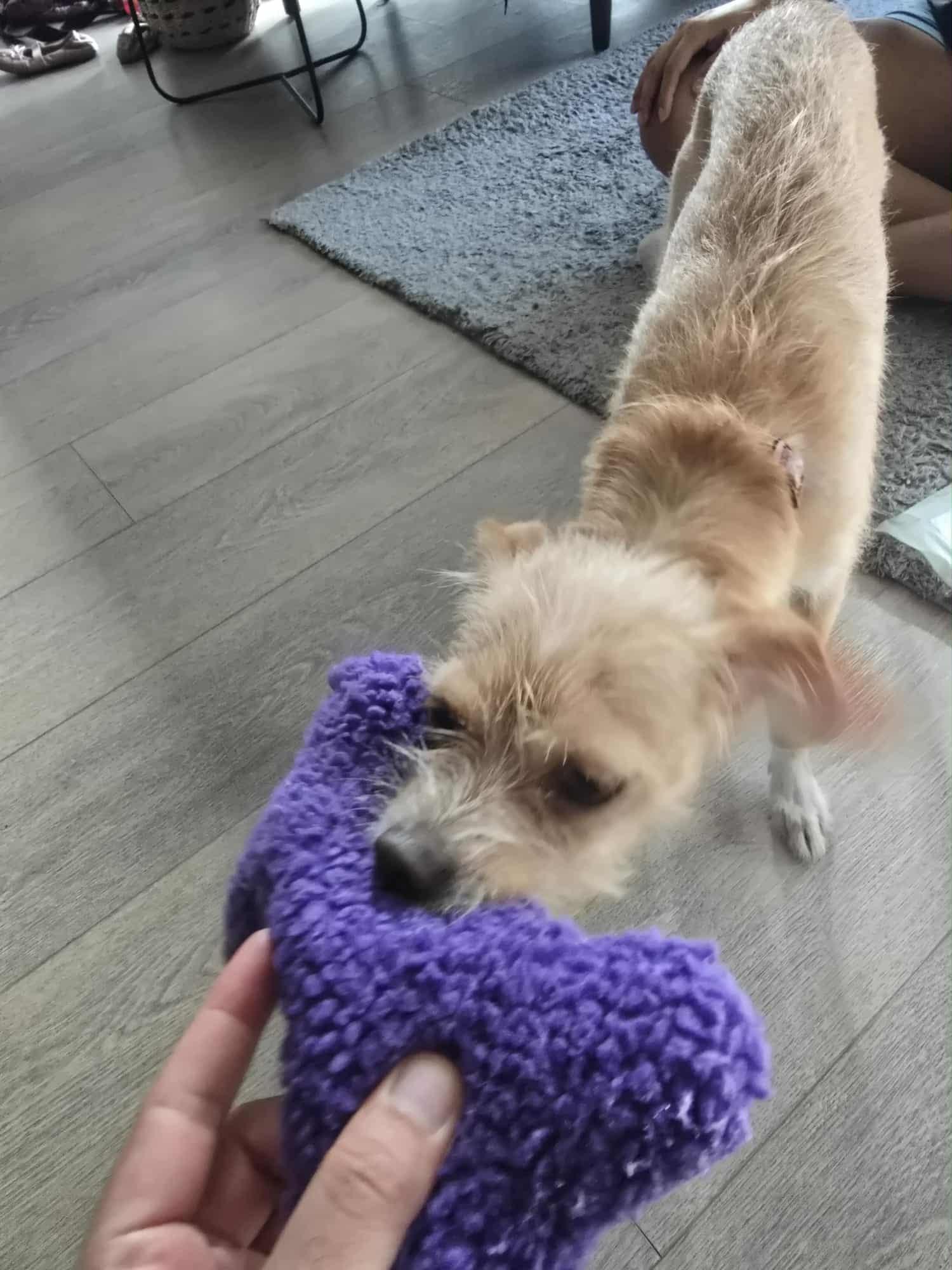 Molly, an adoptable Terrier in Calgary, AB, T3E 7R3 | Photo Image 2