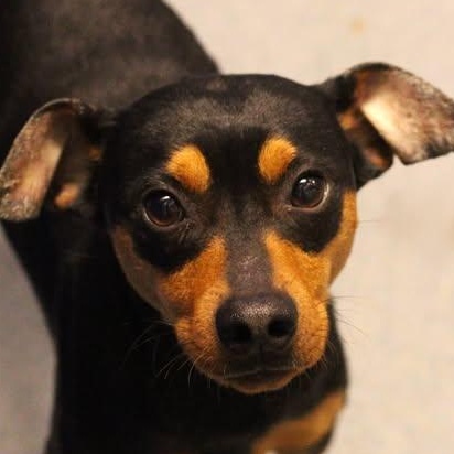 26-00915, adopted, Adult Male Miniature Pinscher.