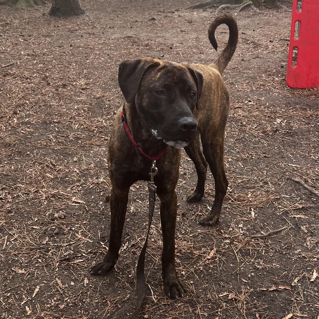 Enlarge Weston @ Foster, a Adoptable Mixed Breed in Summerville, SC image 1/6