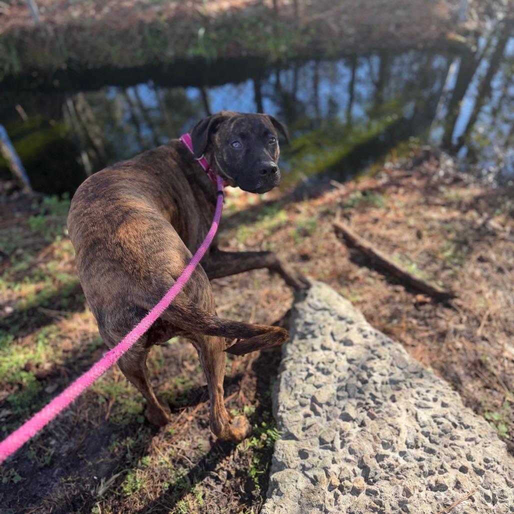 Enlarge Weston @ Foster, a Adoptable Mixed Breed in Summerville, SC image 2/6