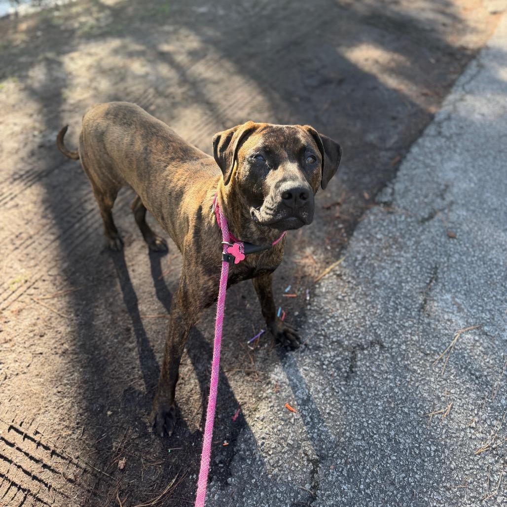 Enlarge Weston @ Foster, a Adoptable Mixed Breed in Summerville, SC image 3/6
