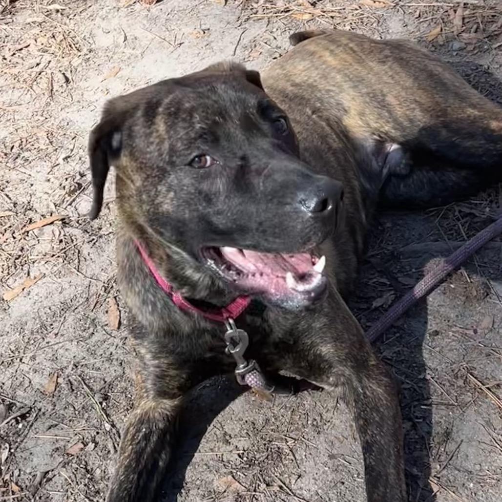 Enlarge Weston @ Foster, a Adoptable Mixed Breed in Summerville, SC image 4/6