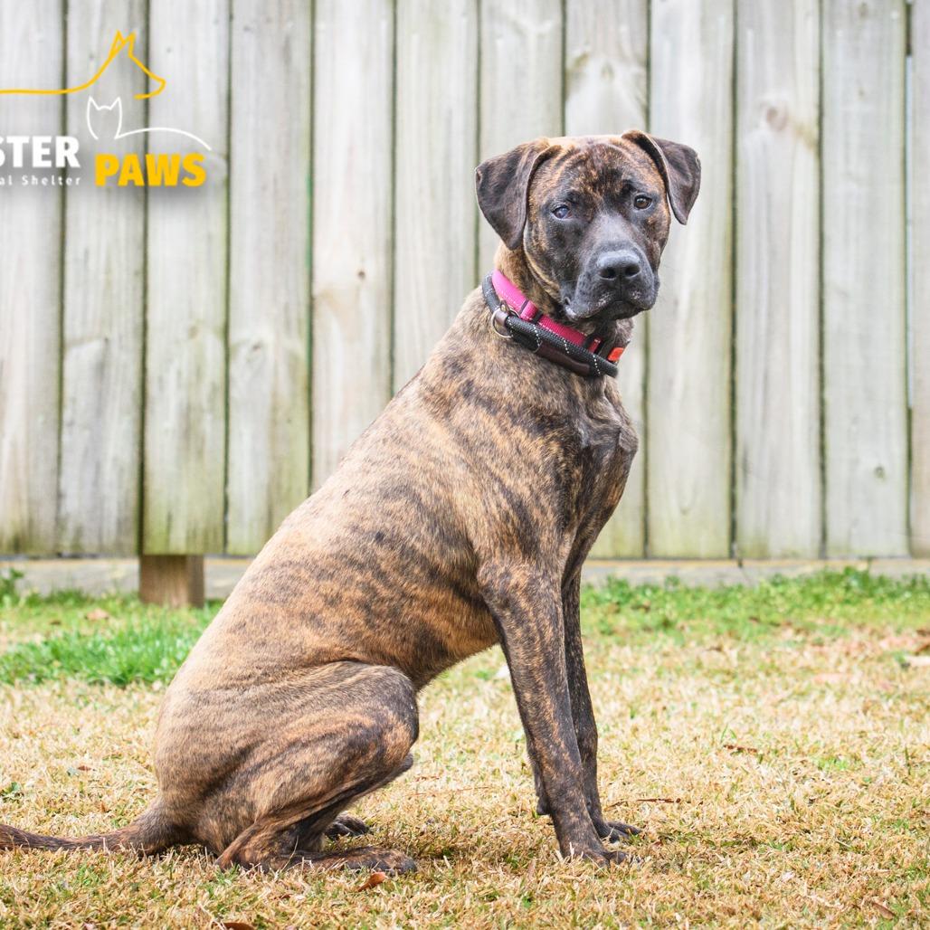 Enlarge Weston @ Foster, a Adoptable Mixed Breed in Summerville, SC image 5/6