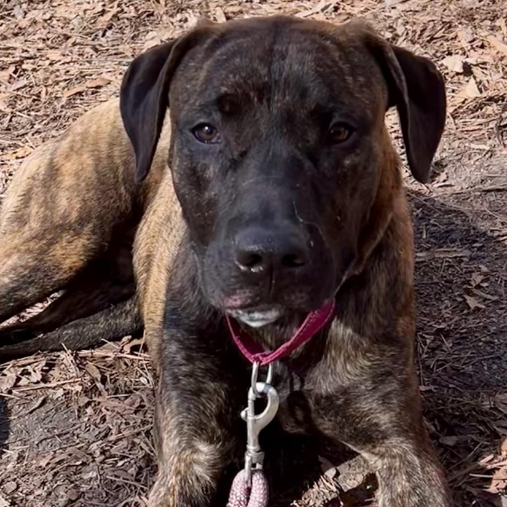 Enlarge Weston @ Foster, a Adoptable Mixed Breed in Summerville, SC image 6/6