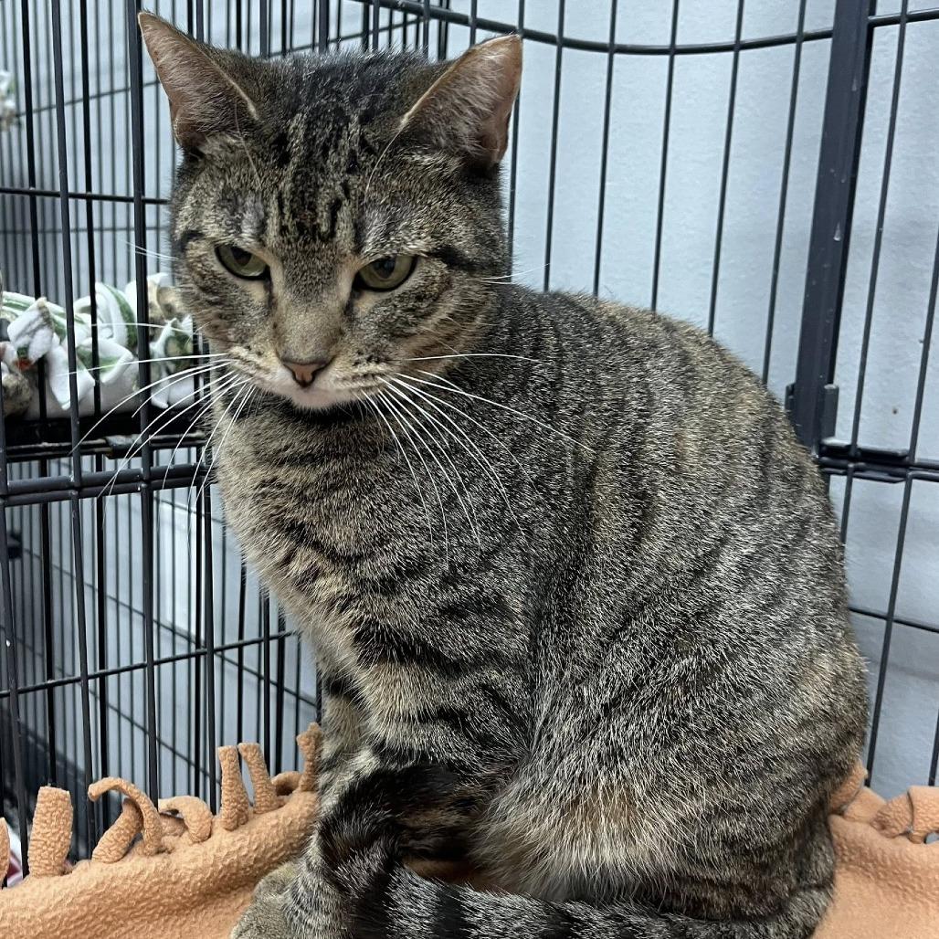 Sasha, Adoptable, Young Female Domestic Short Hair.