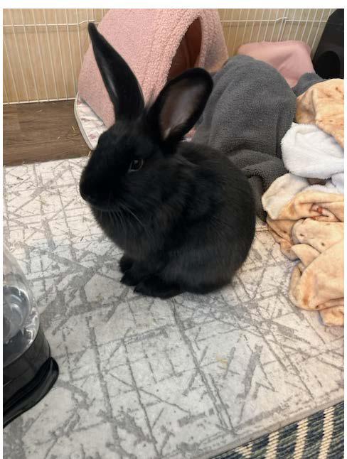 Steve-O (courtesy listing), Adopted, Adult Male Lionhead.