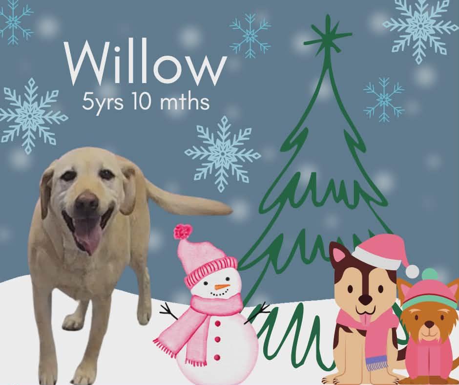 Enlarge Willow, an adopted Labrador Retriever in Tama, IA image 1/1