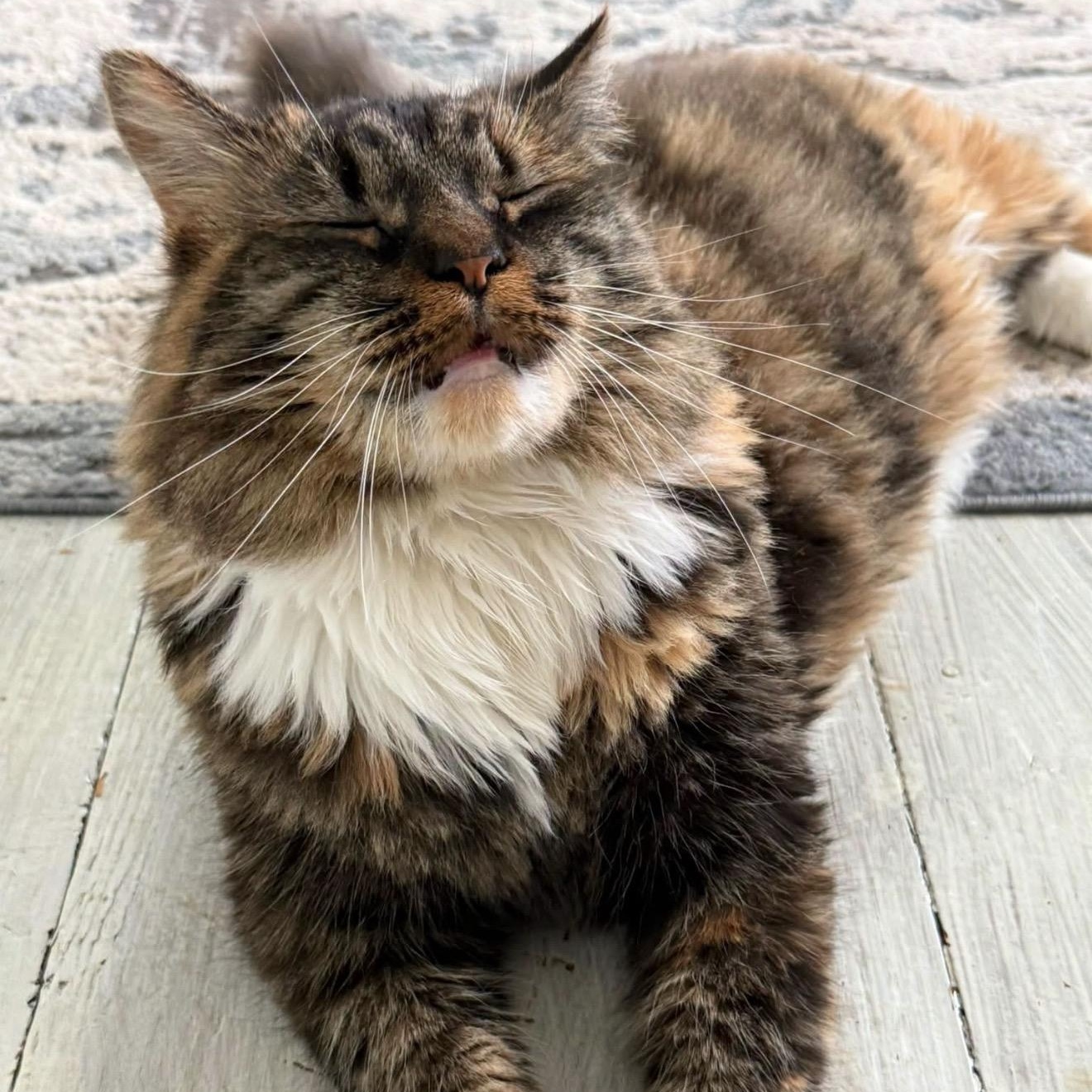 Enlarge Twixie, a Adoptable Domestic Short Hair in DuBois, PA image 1/1