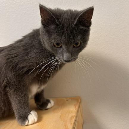 Edward, Adoptable, Kitten Male Domestic Short Hair.