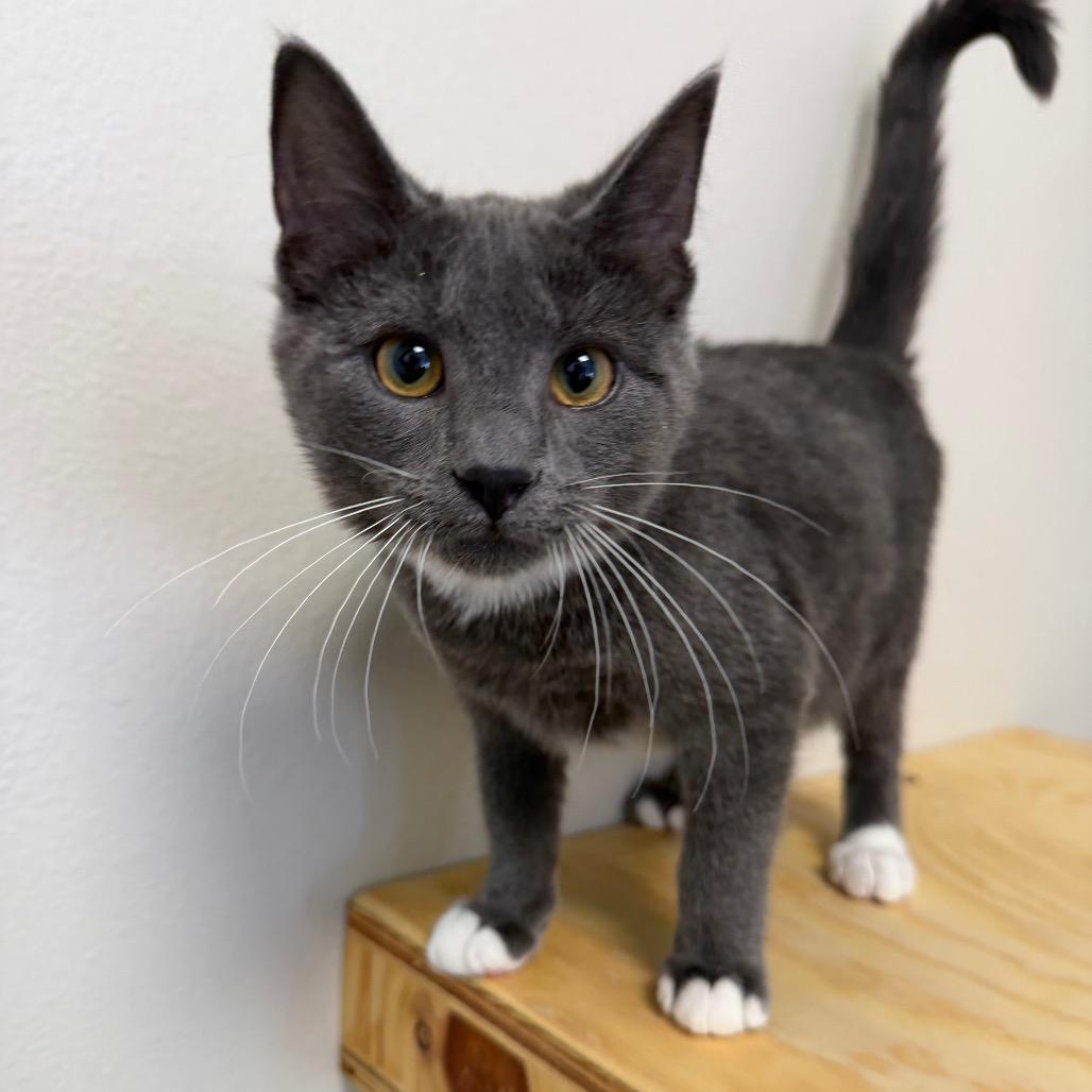 Enlarge Edward, a Adoptable Domestic Short Hair in Cody, WY image 2/6