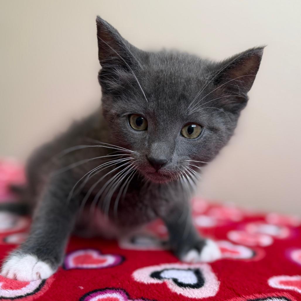 Enlarge Edward, a Adoptable Domestic Short Hair in Cody, WY image 4/6