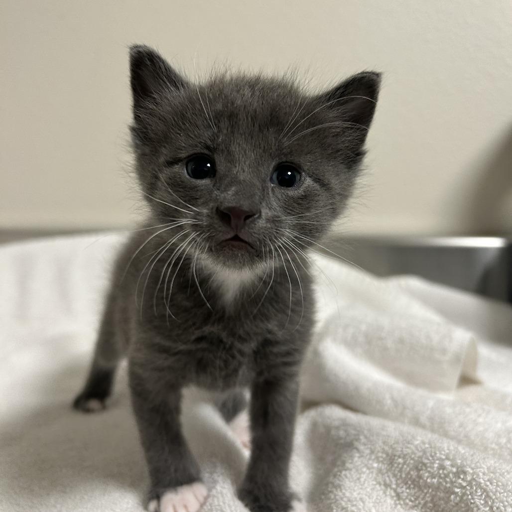 Enlarge Edward, a Adoptable Domestic Short Hair in Cody, WY image 5/6