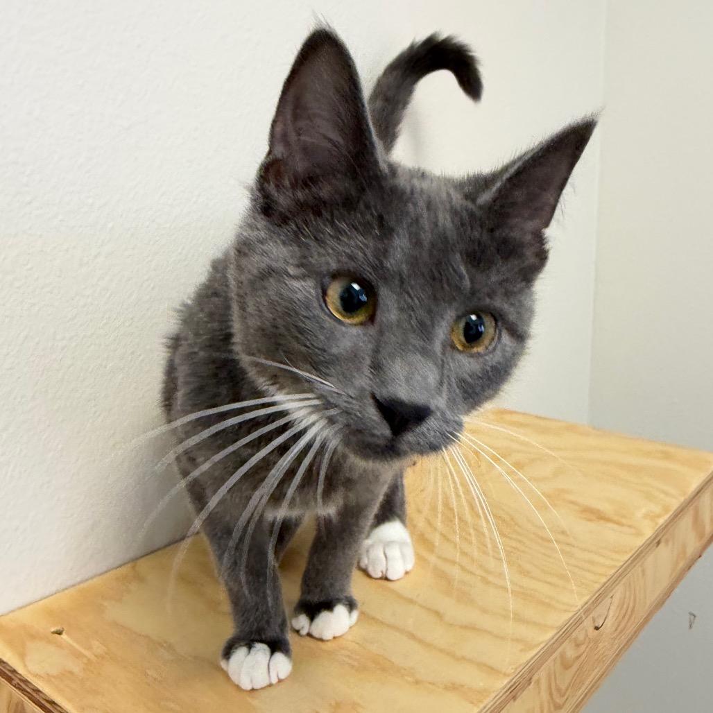 Enlarge Edward, a Adoptable Domestic Short Hair in Cody, WY image 6/6