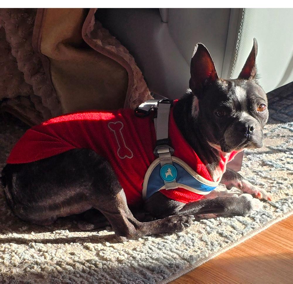 Louis Courage - 4257 IN, Adoptable, Adult Male Boston Terrier.