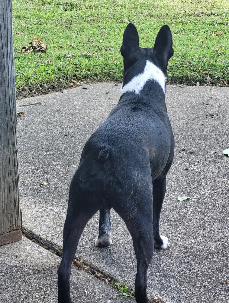 Louis Courage   thumbnail 2