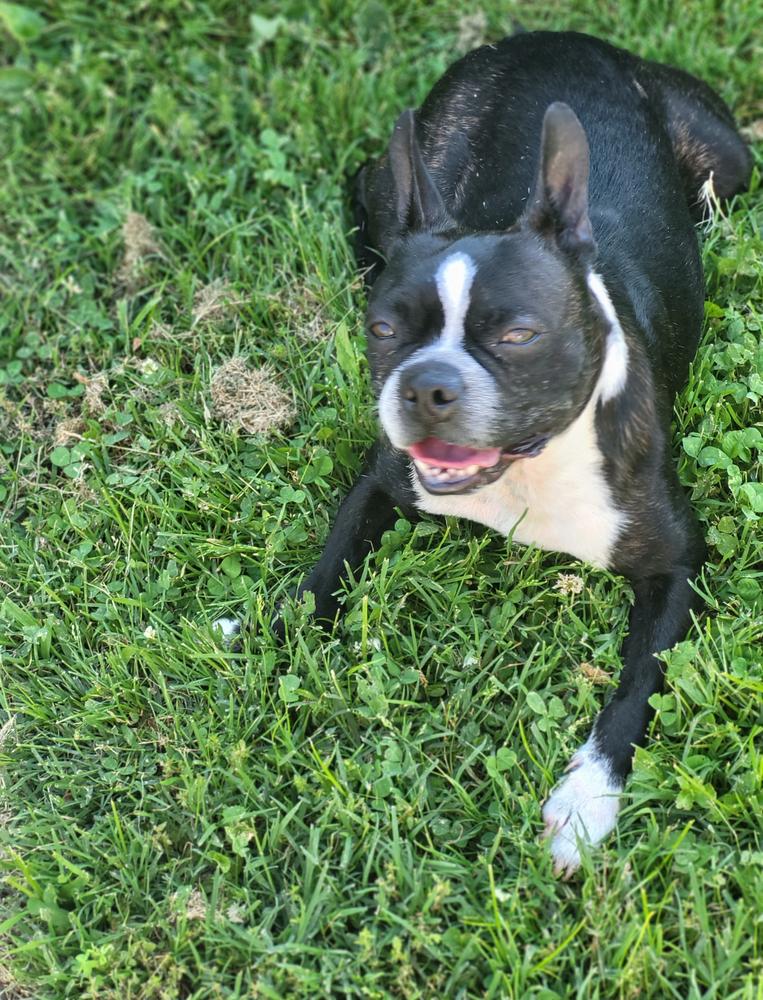 Louis Courage - 4257 IN, a Adoptable Boston Terrier in Maryville, TN image 3/6