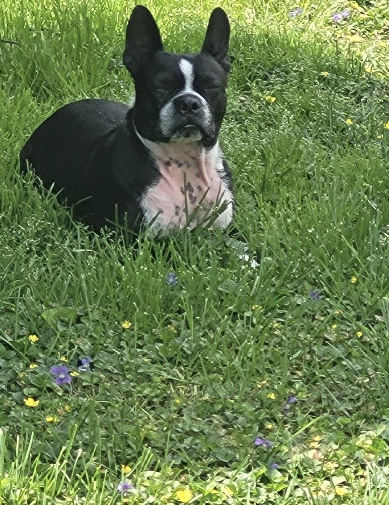 Enlarge Louis Courage -  4257 IN, a Adoptable Boston Terrier in Maryville, TN image 4/6