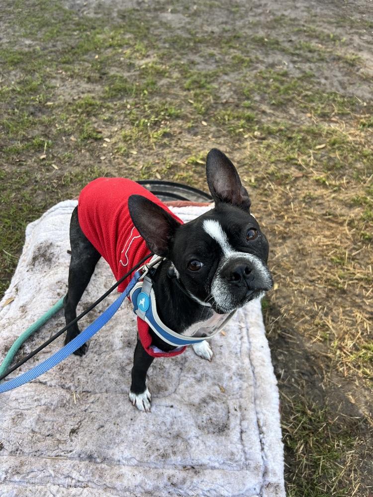 Louis Courage - 4257 IN, a Adoptable Boston Terrier in Maryville, TN image 4/6