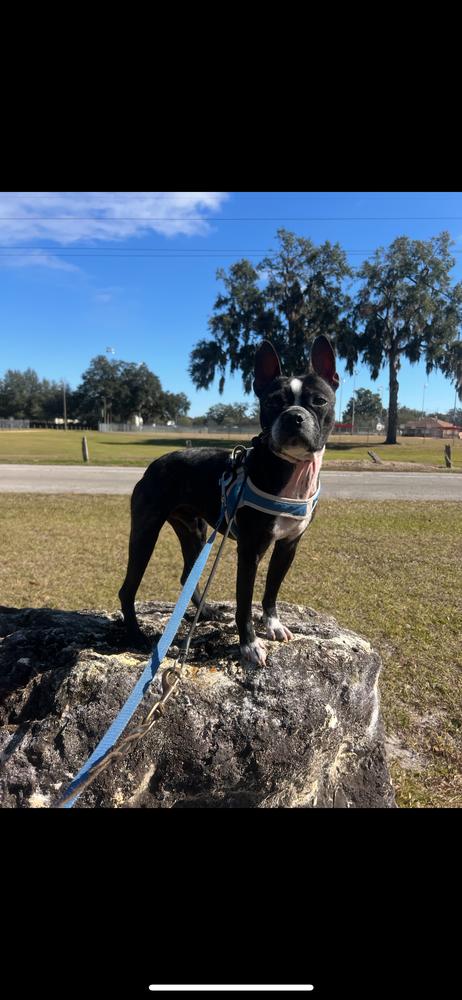 Louis Courage - 4257 IN, a Adoptable Boston Terrier in Maryville, TN image 5/6