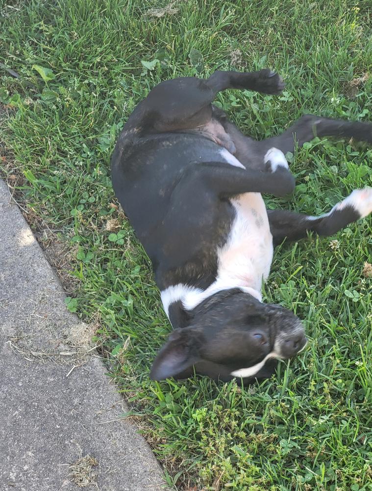 Louis Courage - 4257 IN, a Adoptable Boston Terrier in Maryville, TN image 6/6