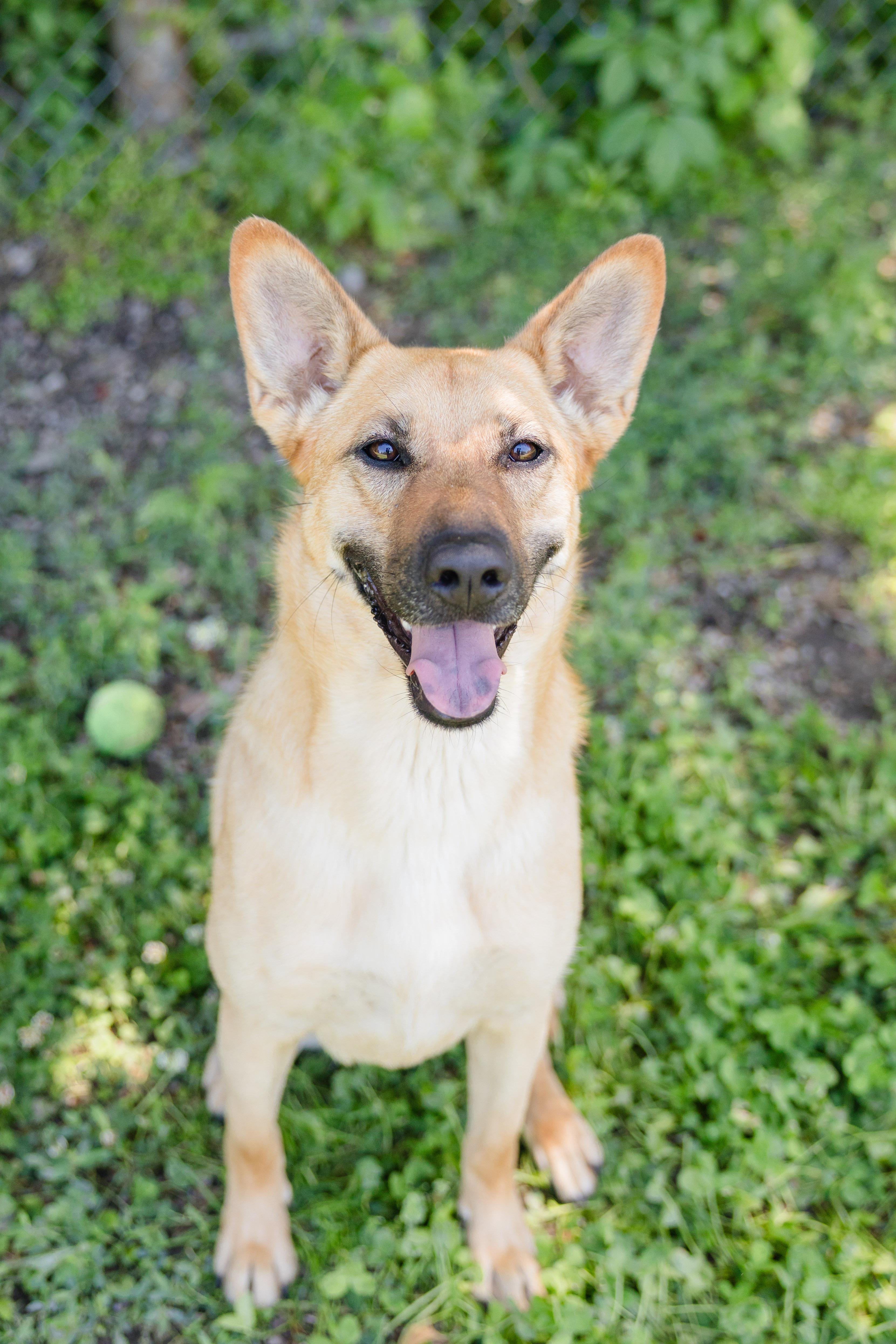 Torvi, a ADOPTABLE mixed breed in Newburgh, IN image 2/3