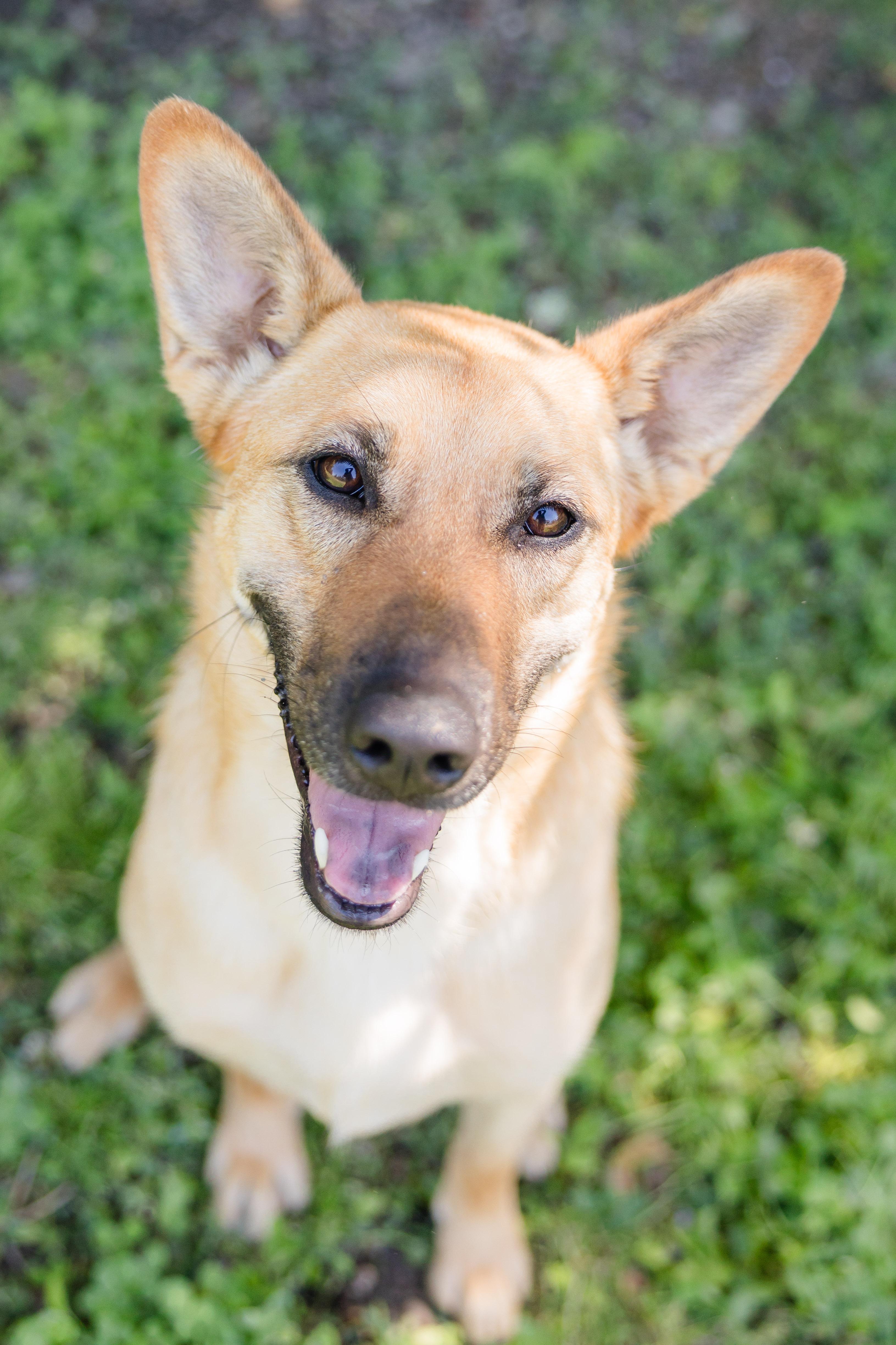 Torvi, a ADOPTABLE mixed breed in Newburgh, IN image 3/3