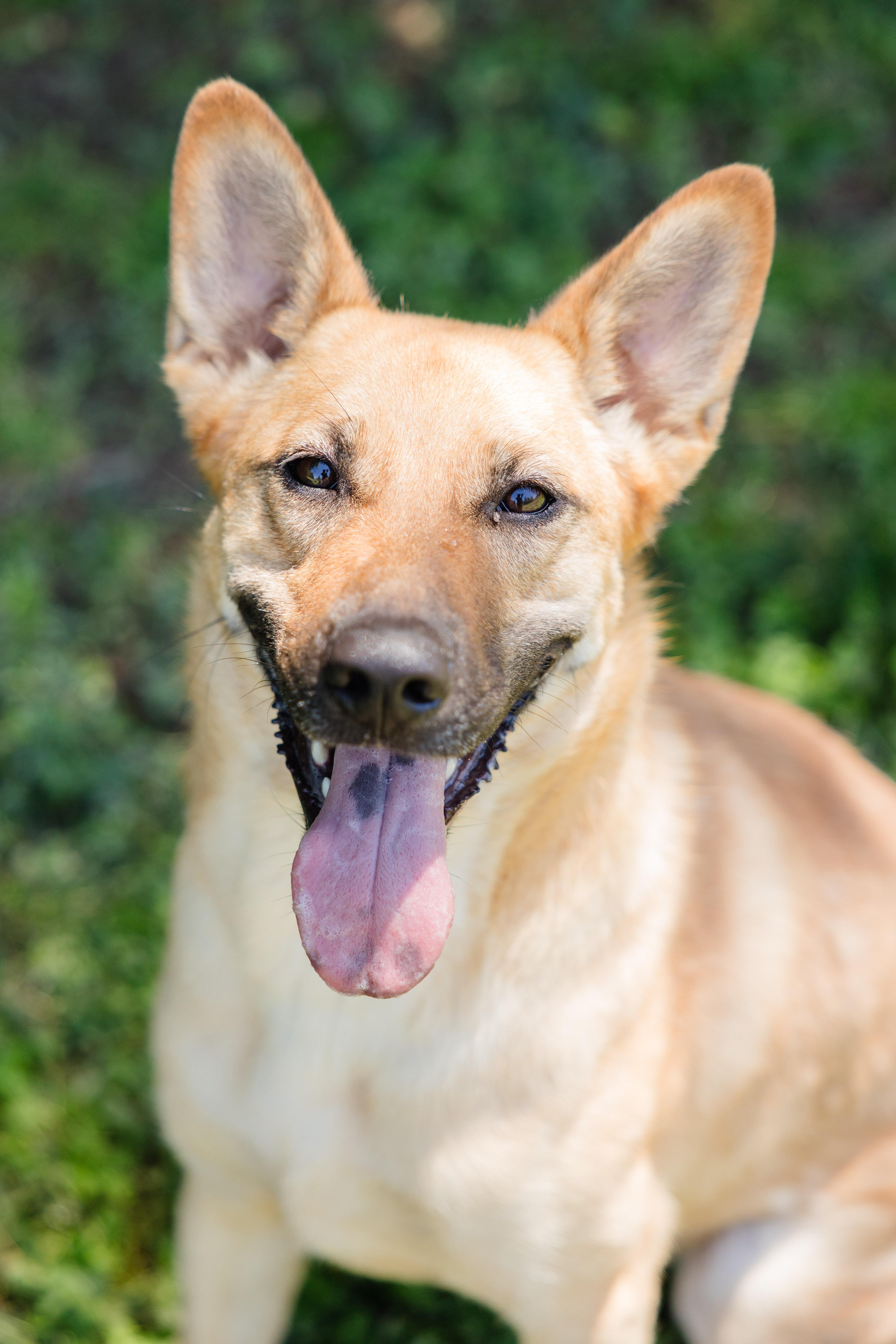 Torvi, a ADOPTABLE mixed breed in Newburgh, IN image 1/3