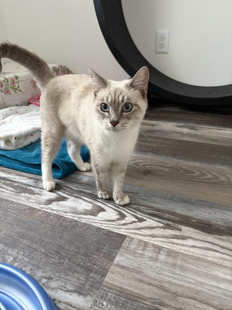 Ali'i, Adopted, Adult Female Siamese.