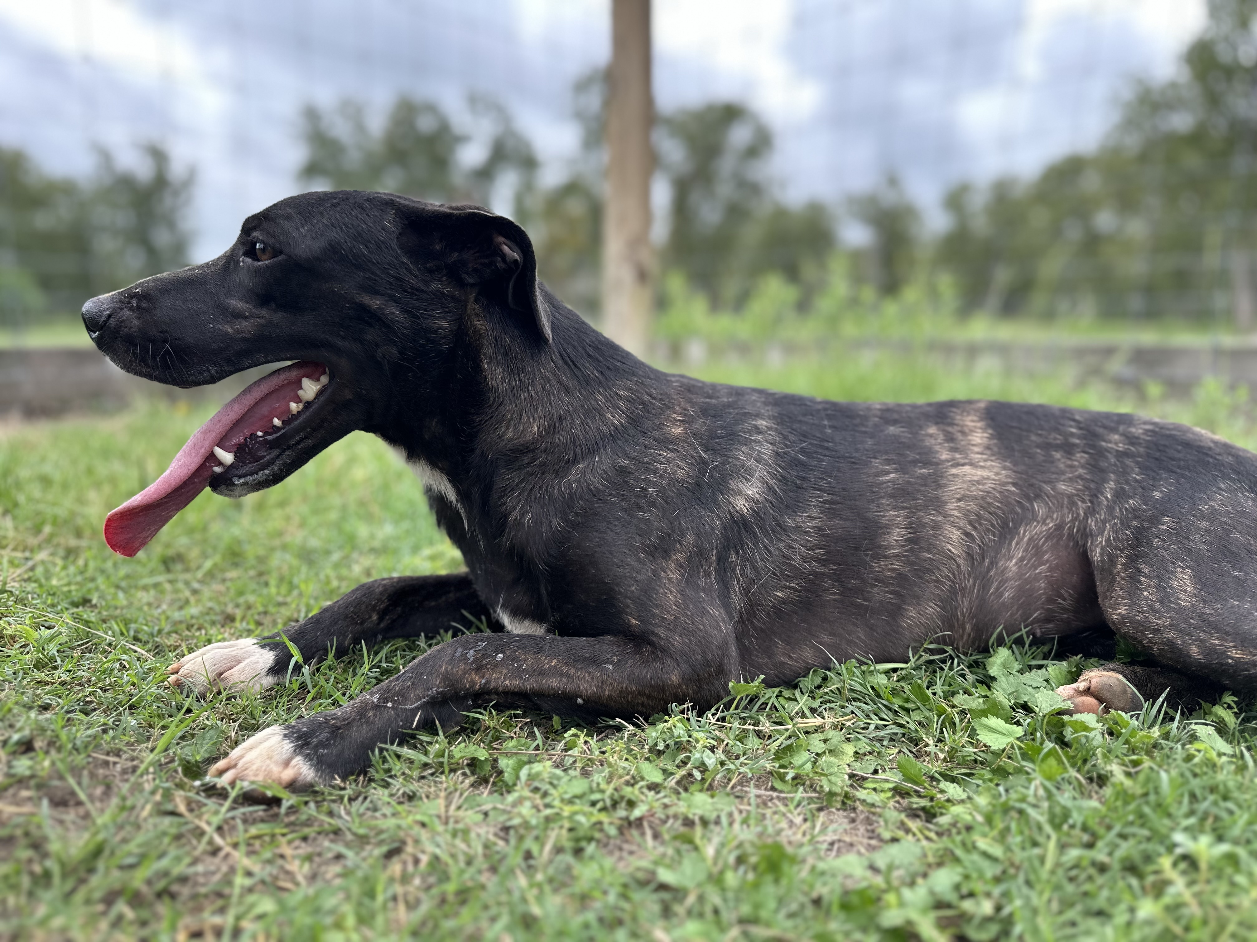 Brynn, a Adoptable mixed breed in College Station, TX image 3/5