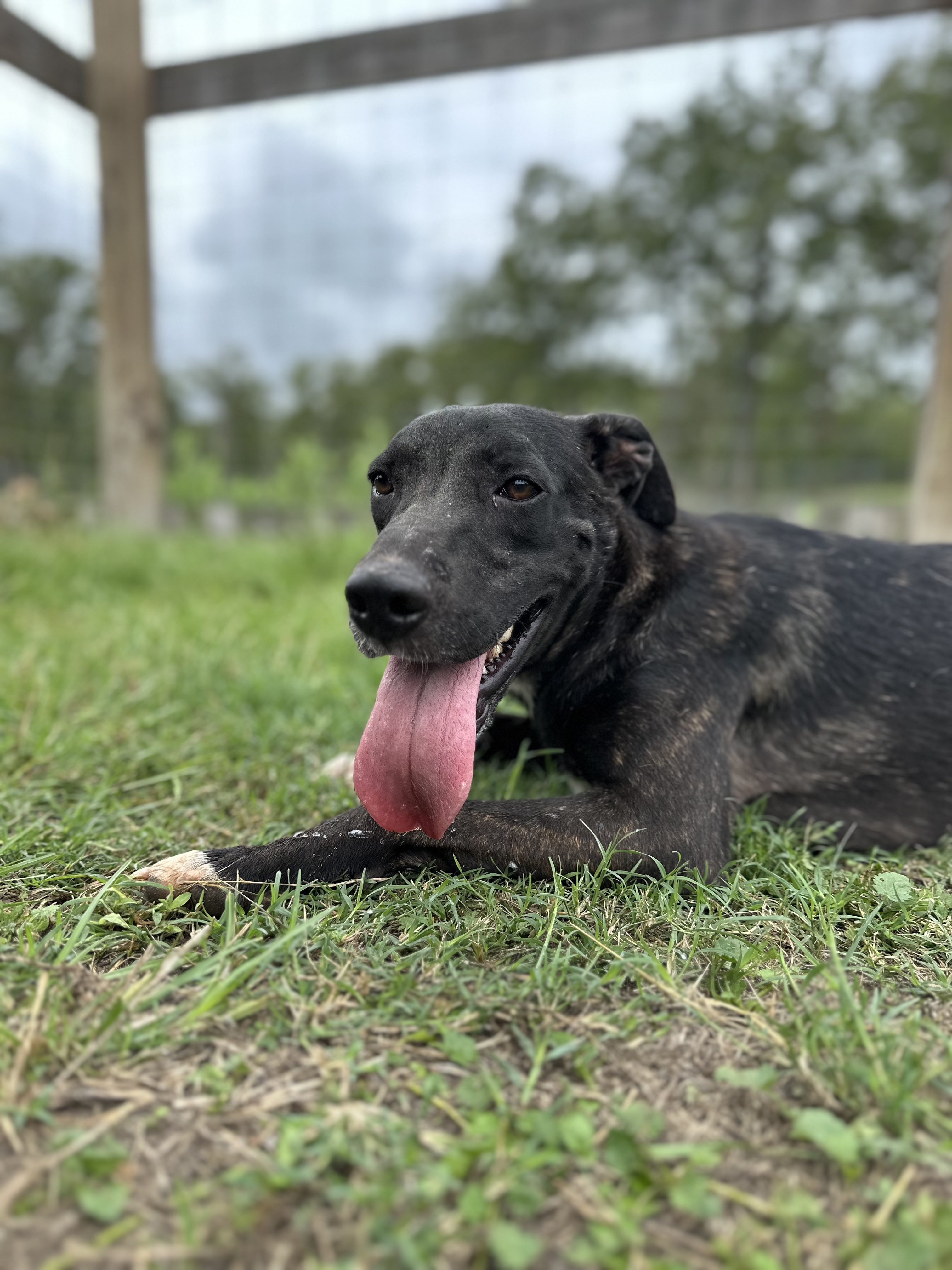 Brynn, a Adoptable mixed breed in College Station, TX image 5/5