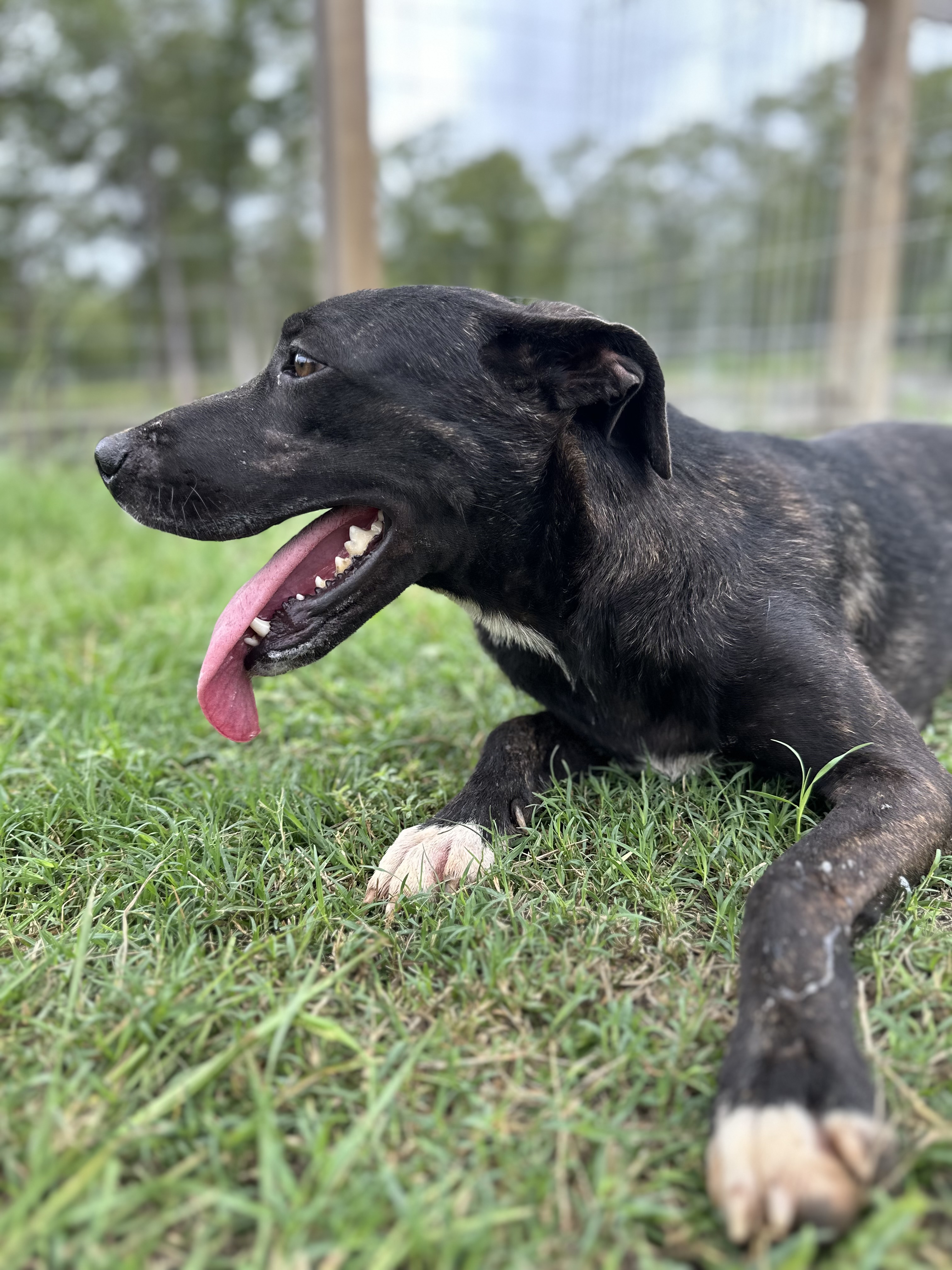 Brynn, a Adoptable mixed breed in College Station, TX image 4/5