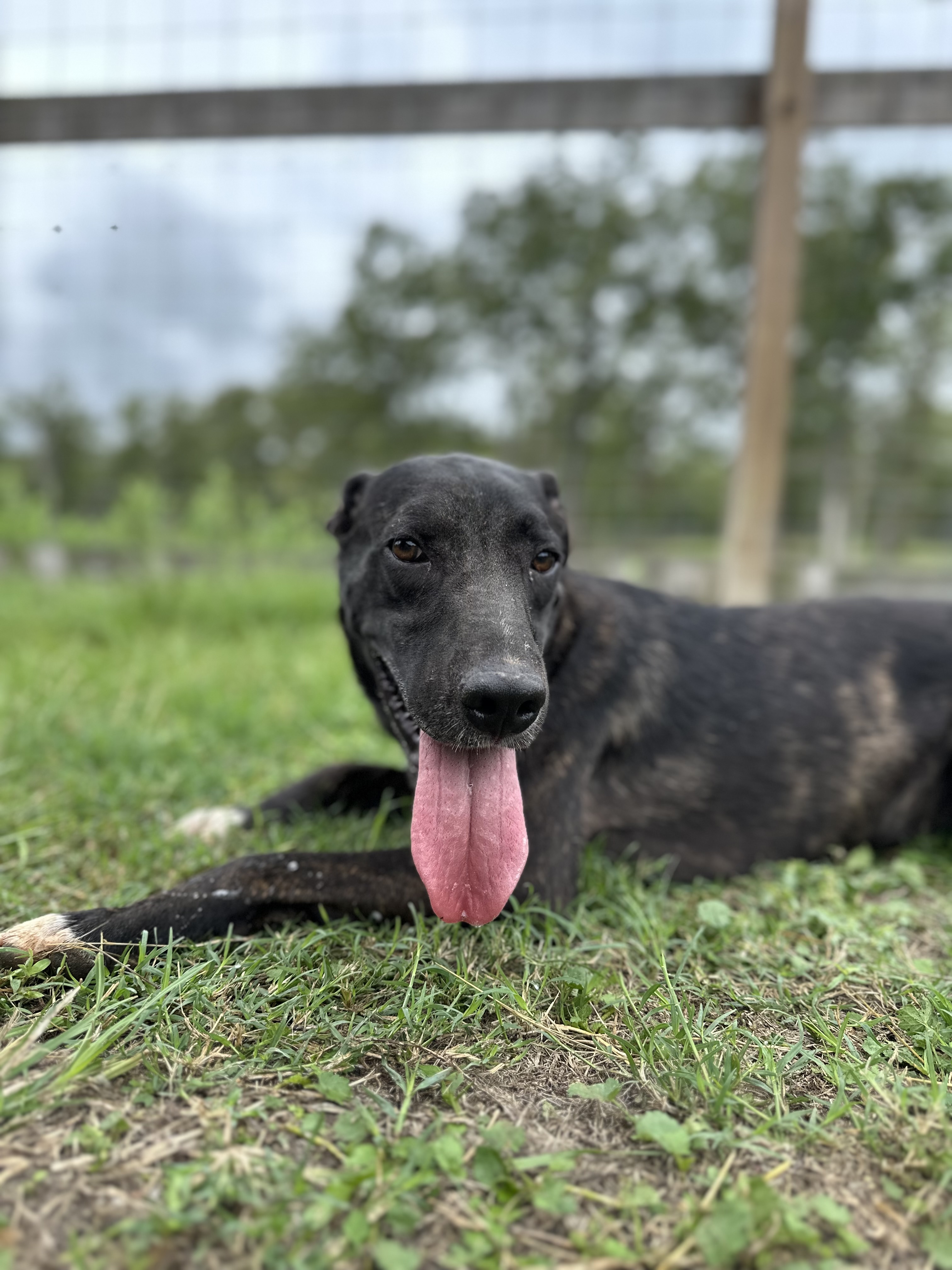 Brynn, Young Female Black Labrador Retriever