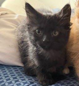 Possum, Adoptable, Kitten Male Domestic Medium Hair.