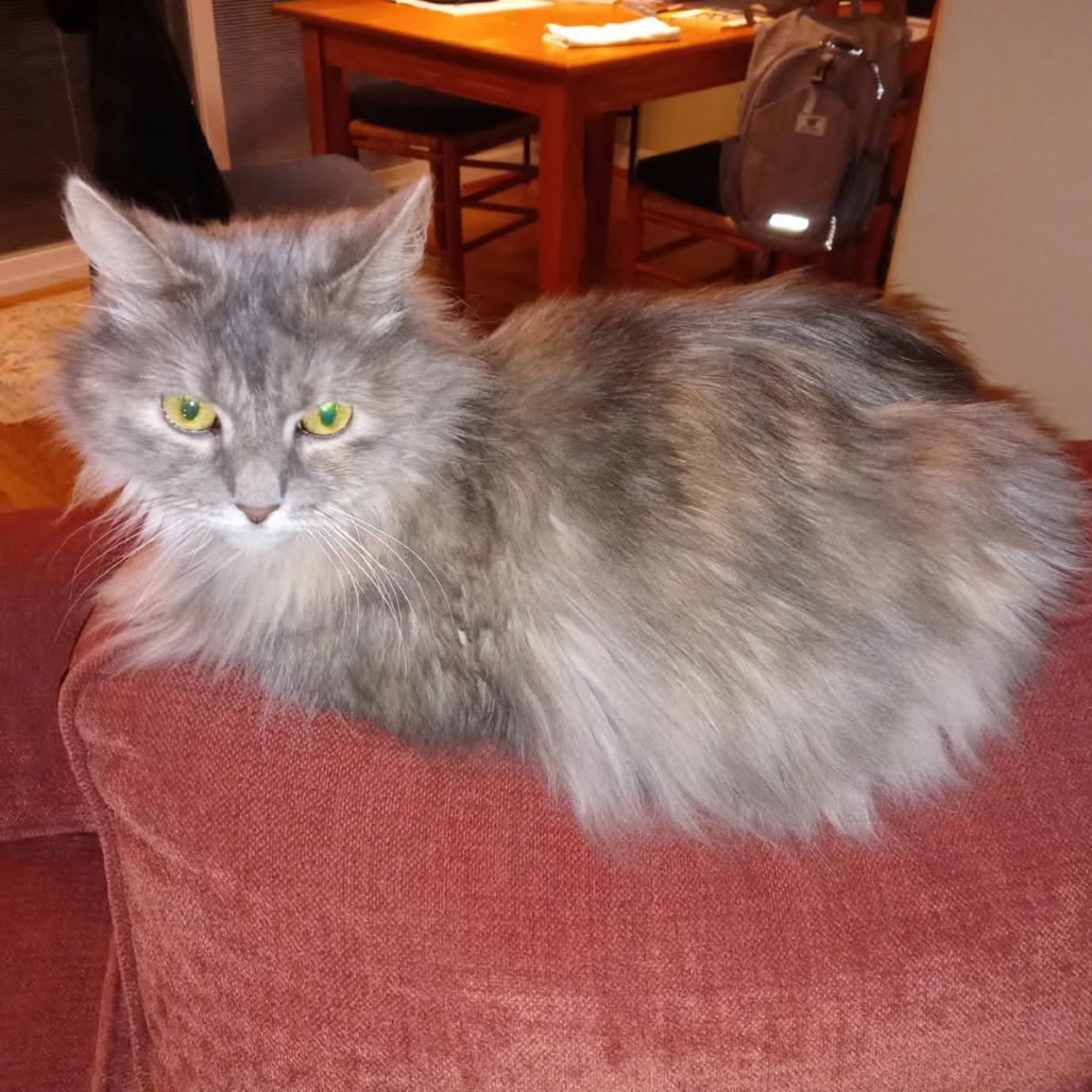 Harriet, Adoptable, Senior Female Domestic Long Hair & Domestic Medium Hair.