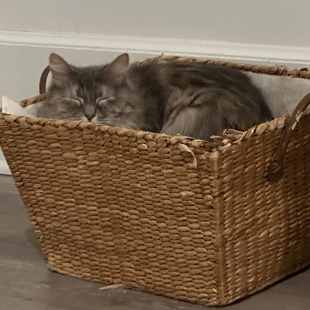 Harriet, a Adoptable mixed breed in Columbia, MO image 2/6