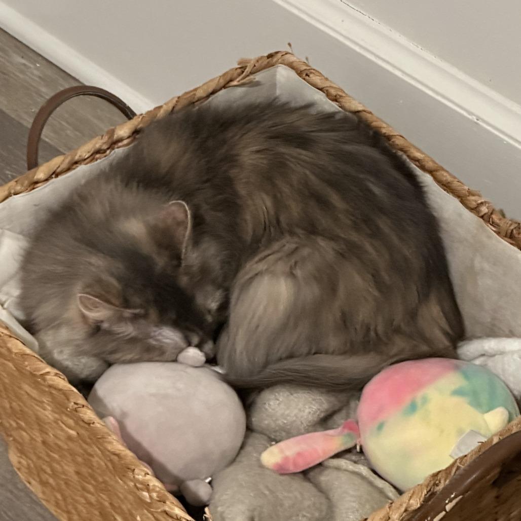 Harriet, a Adoptable mixed breed in Columbia, MO image 3/6