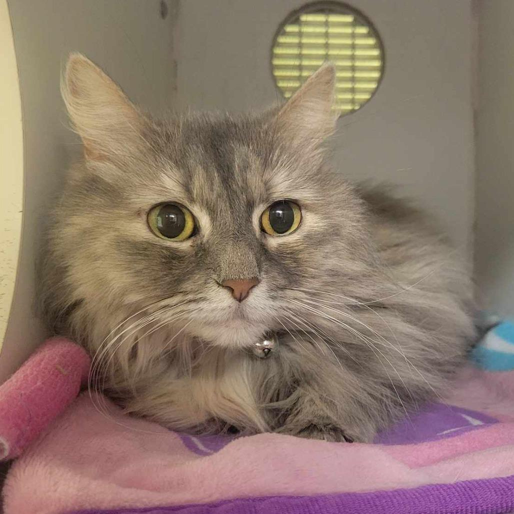 Harriet, a Adoptable mixed breed in Columbia, MO image 4/6