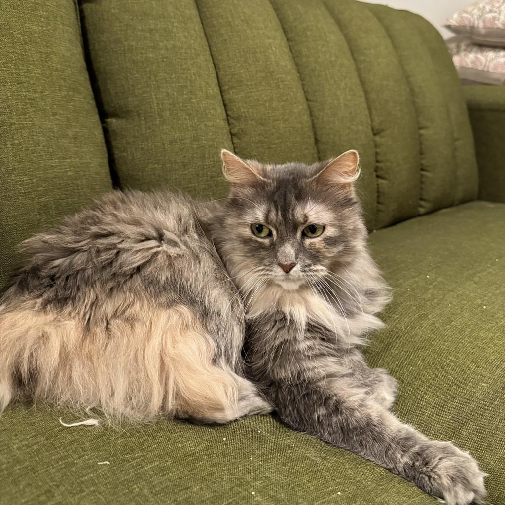 Harriet, a Adoptable mixed breed in Columbia, MO image 5/6