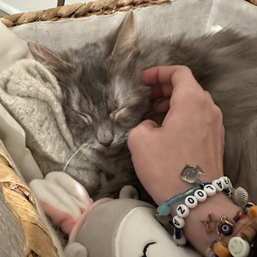 Harriet, a Adoptable mixed breed in Columbia, MO image 6/6