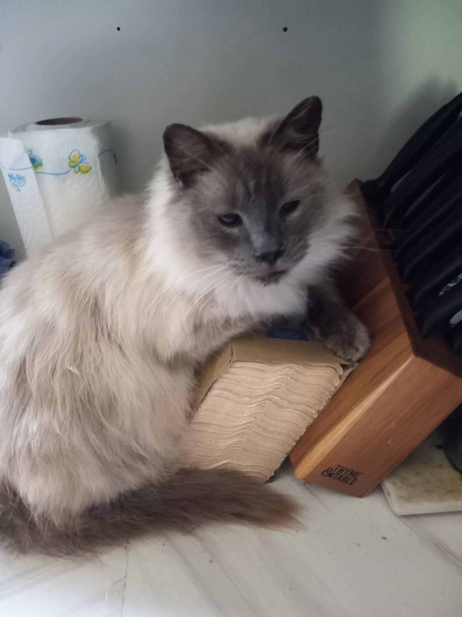 Enlarge Levi, a ADOPTABLE Himalayan in North East, MD image 1/1
