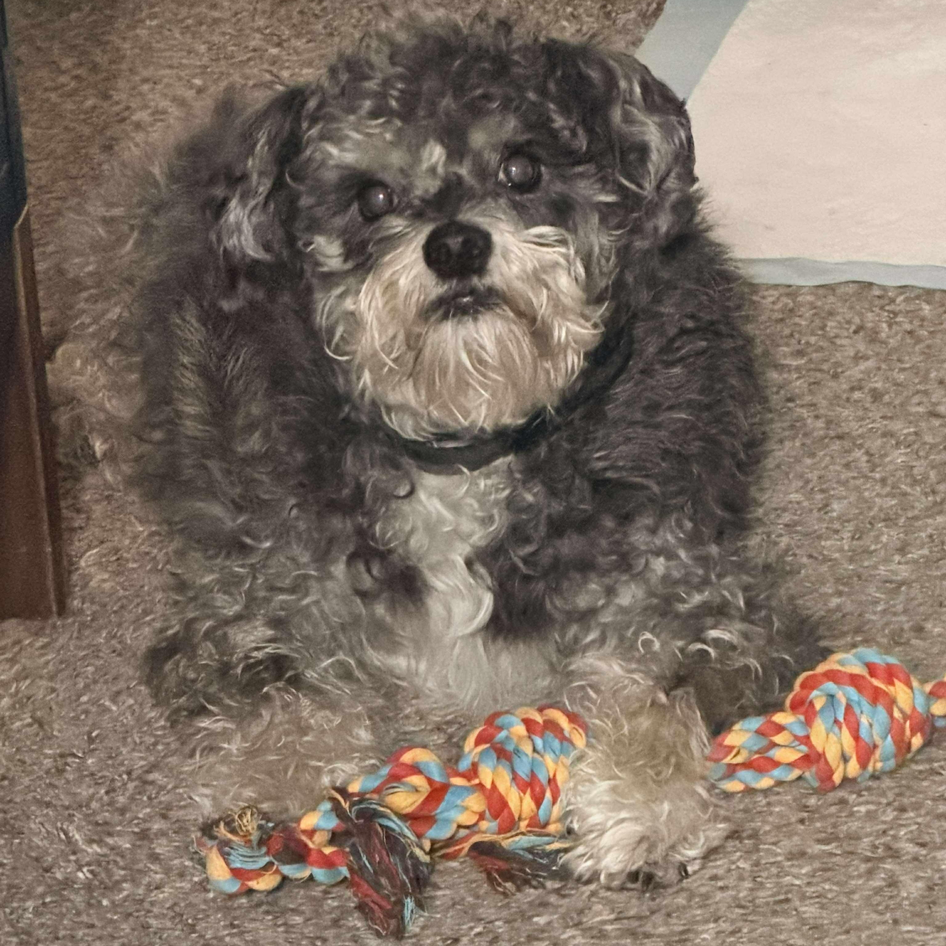 Enlarge Foster needed: Oliver, a ADOPTABLE mixed breed in Homer Glen, IL image 4/5