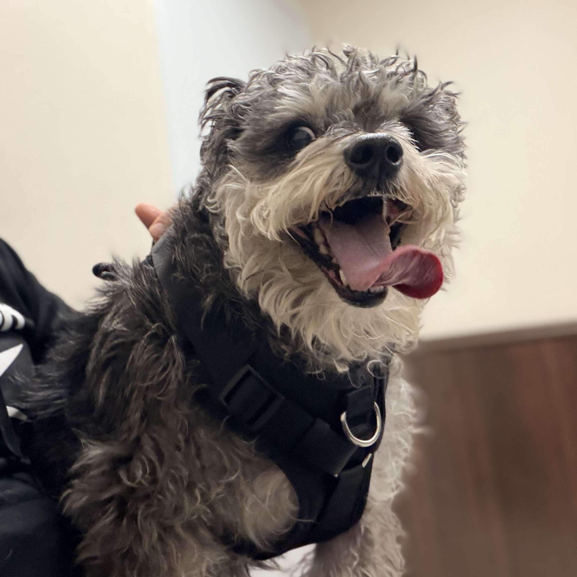 Enlarge Foster needed: Oliver, a ADOPTABLE mixed breed in Homer Glen, IL image 3/5