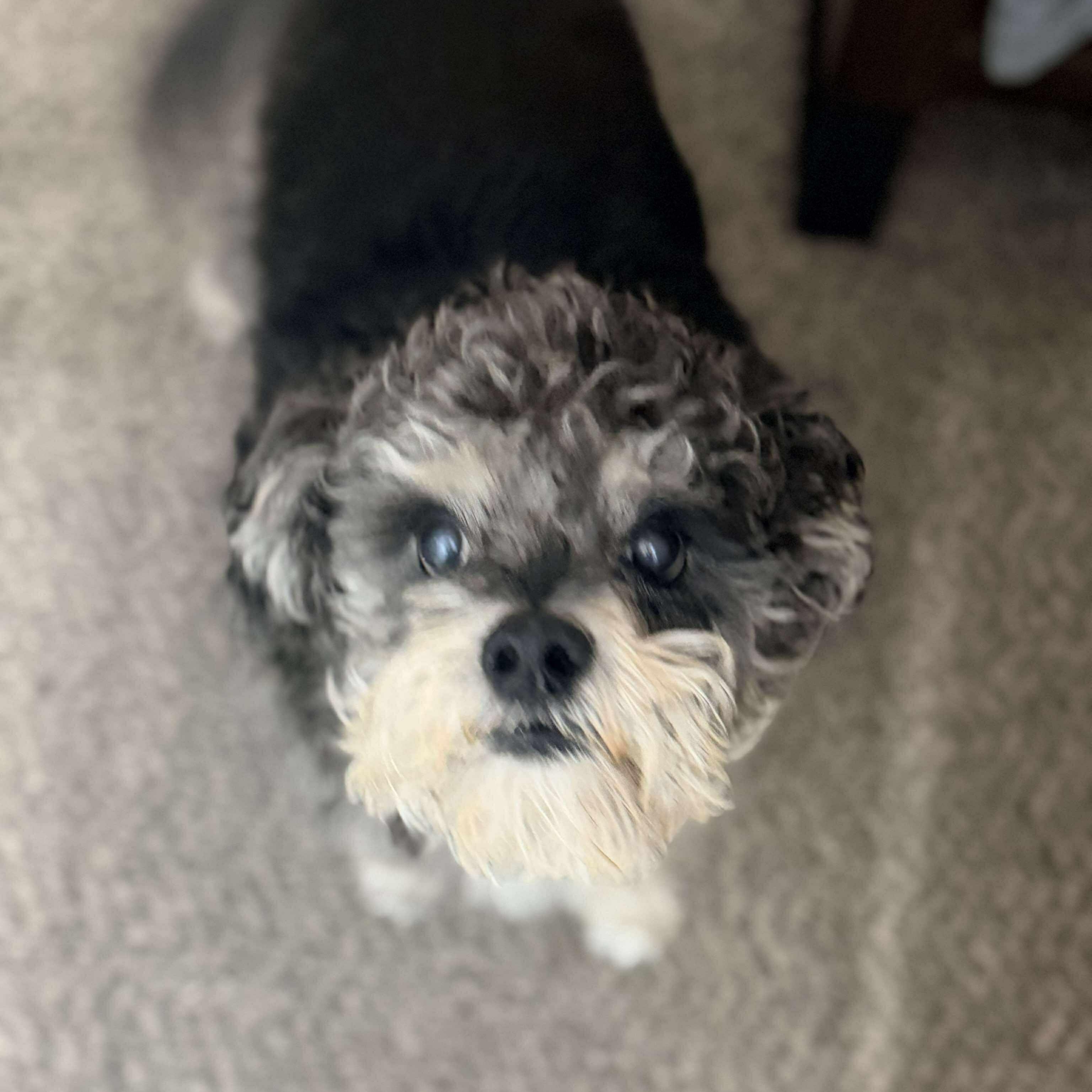 Enlarge Foster needed: Oliver, a ADOPTABLE mixed breed in Homer Glen, IL image 2/5