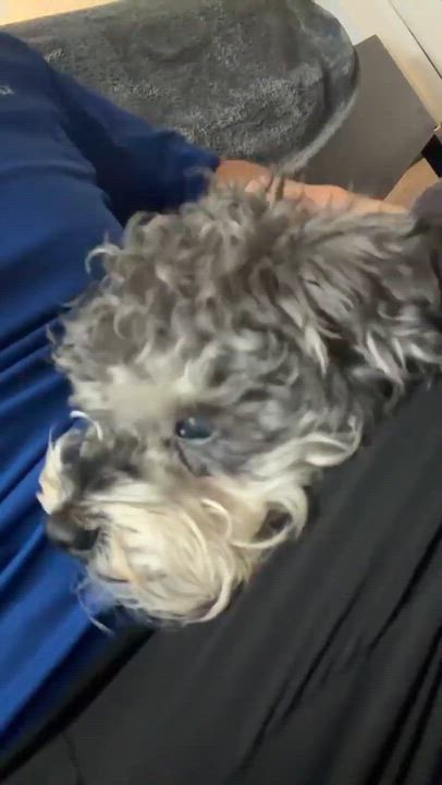 Enlarge Foster needed: Oliver, a ADOPTABLE mixed breed in Homer Glen, IL video 5/5