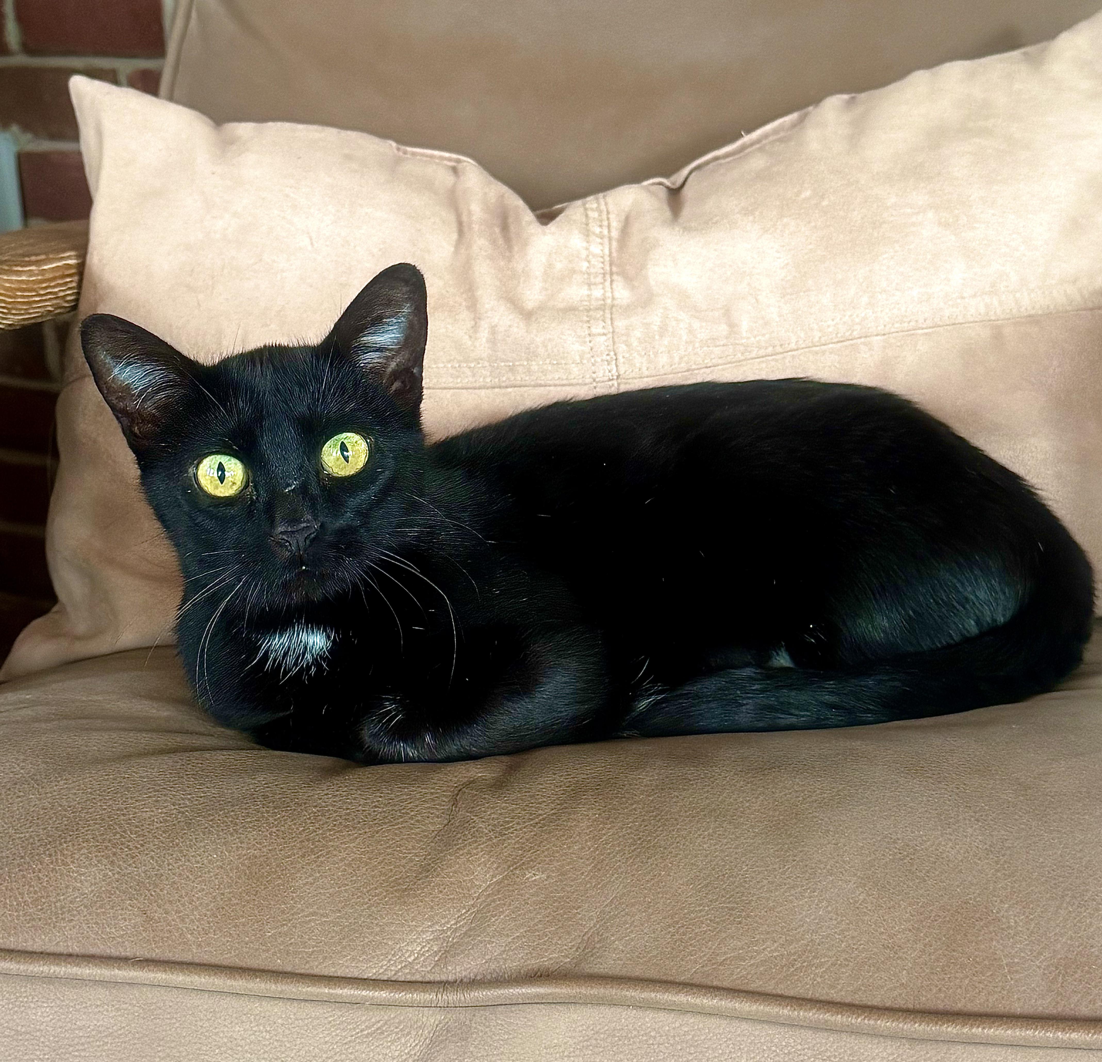 Enlarge Magic, a ADOPTABLE Domestic Short Hair in Columbia, MO image 5/6