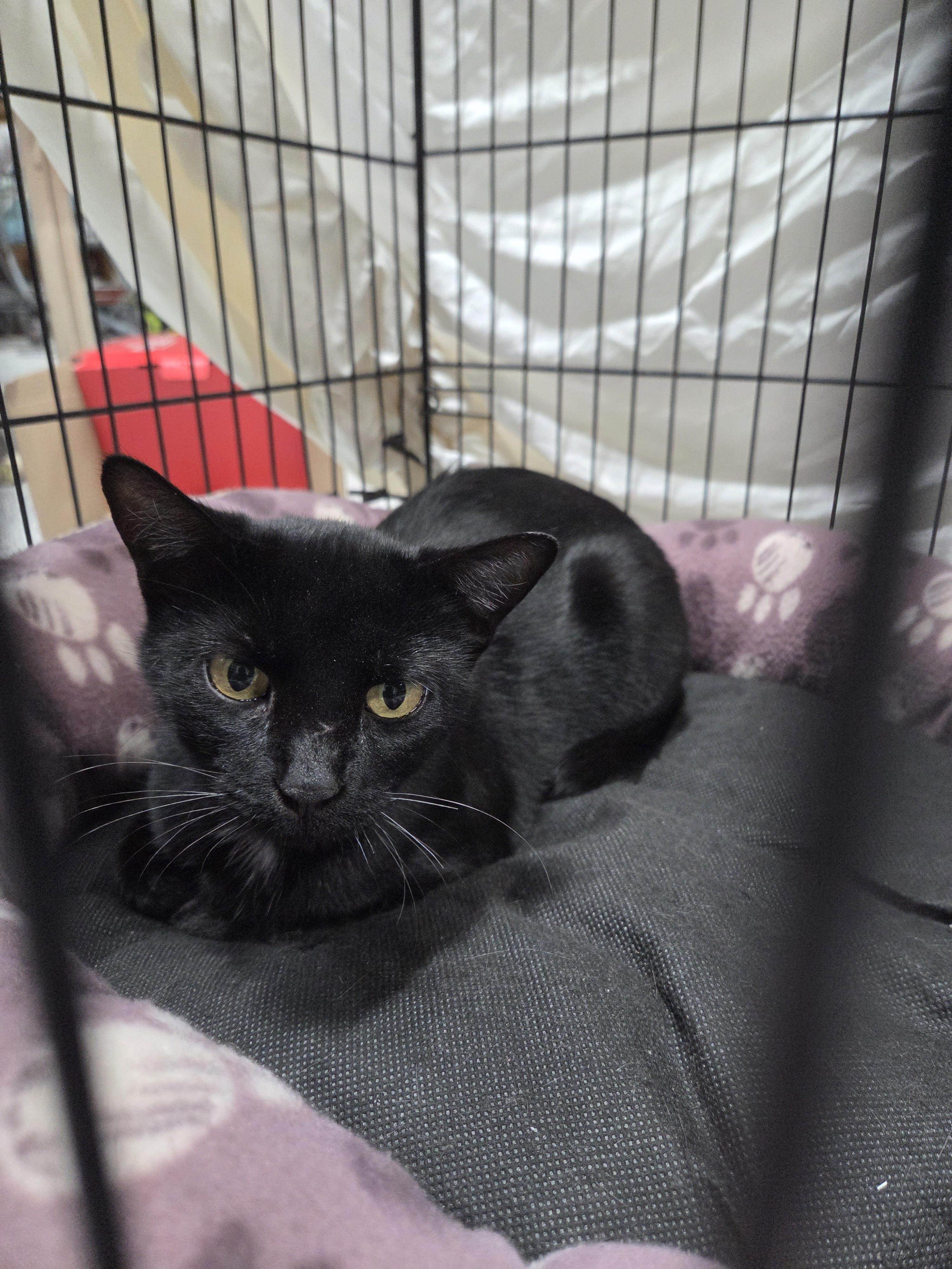 Magic, ADOPTABLE, Adult Female Domestic Short Hair.