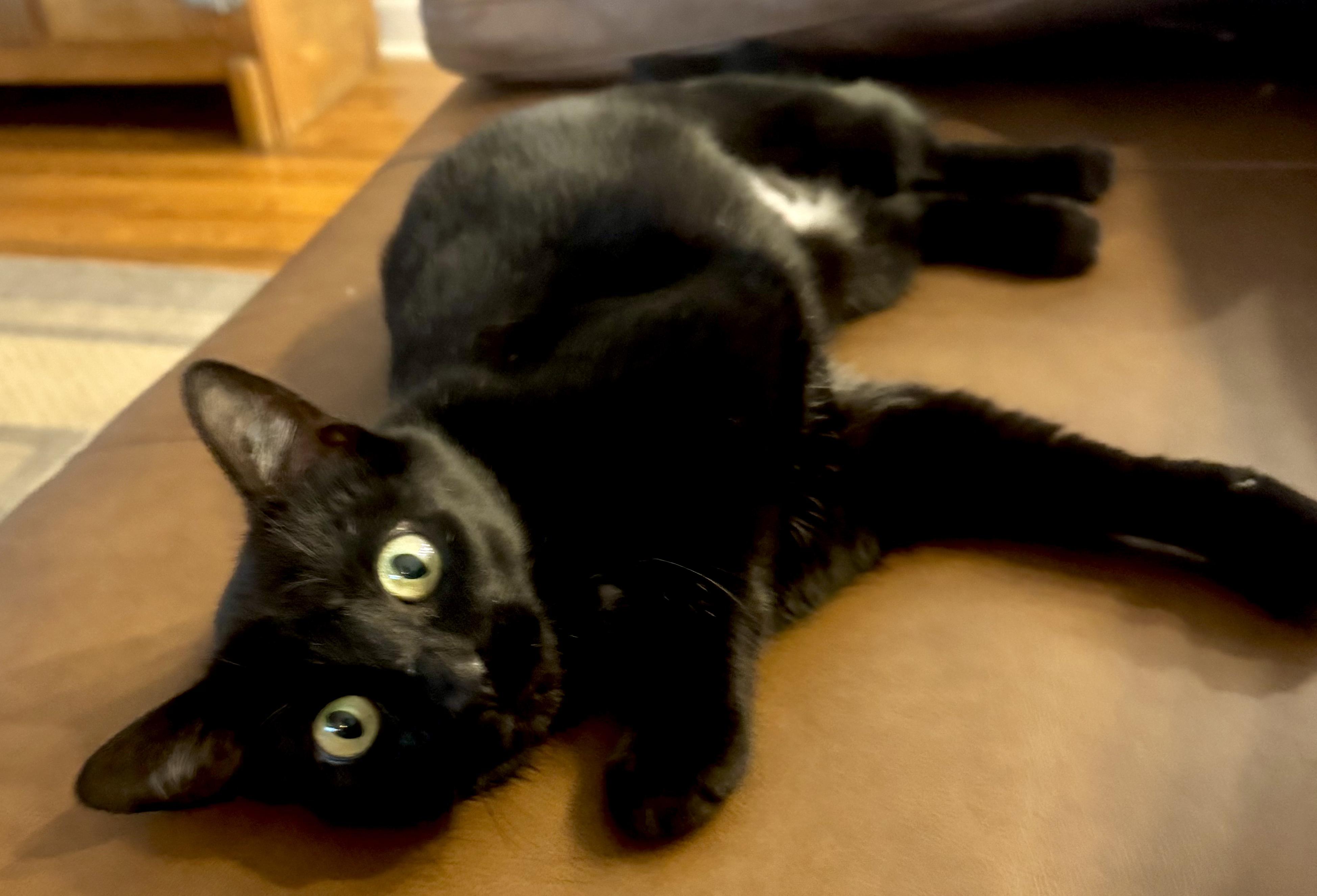 Magic, ADOPTABLE, Adult Female Domestic Short Hair.