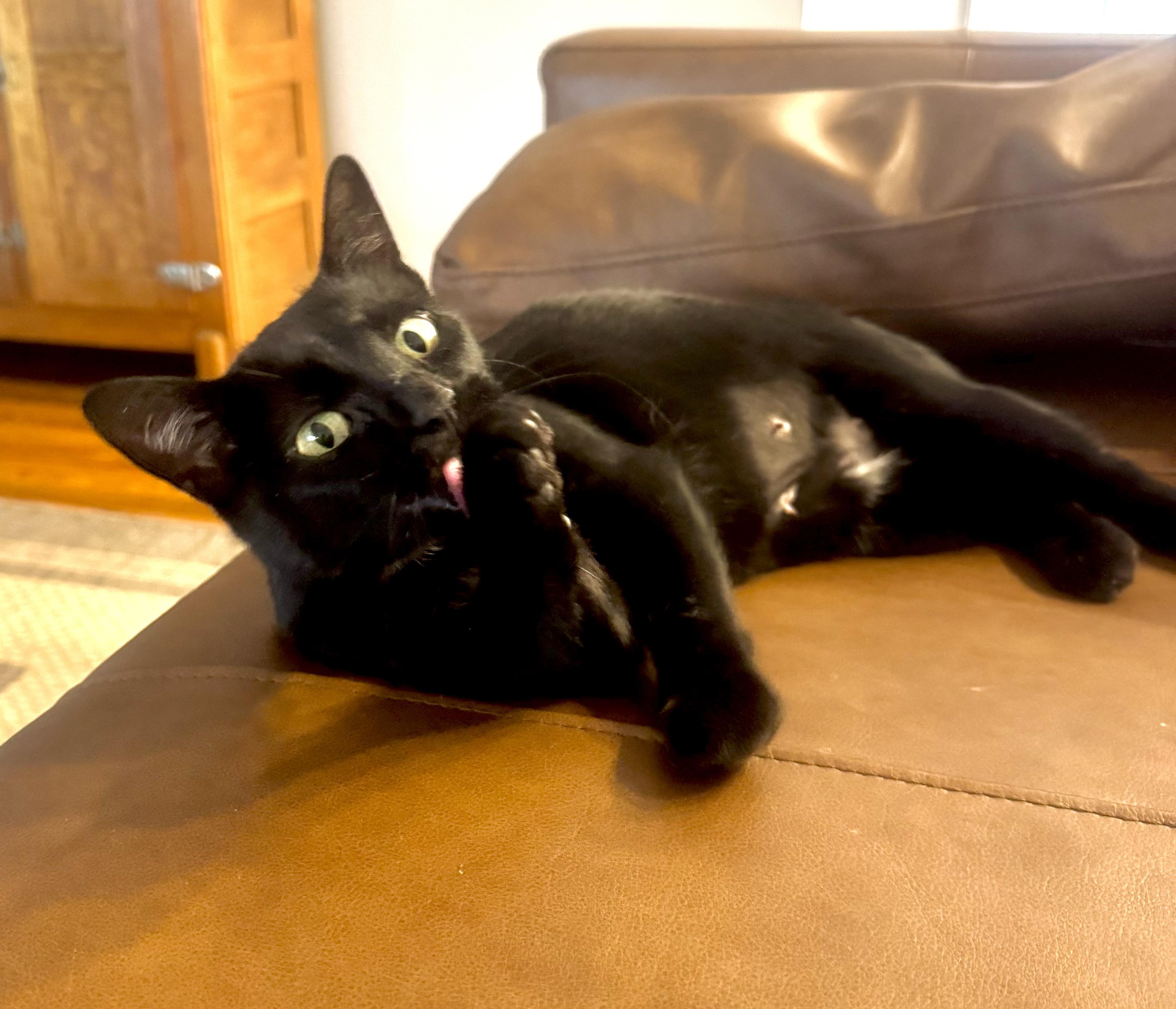 Enlarge Magic, a ADOPTABLE Domestic Short Hair in Columbia, MO image 3/6