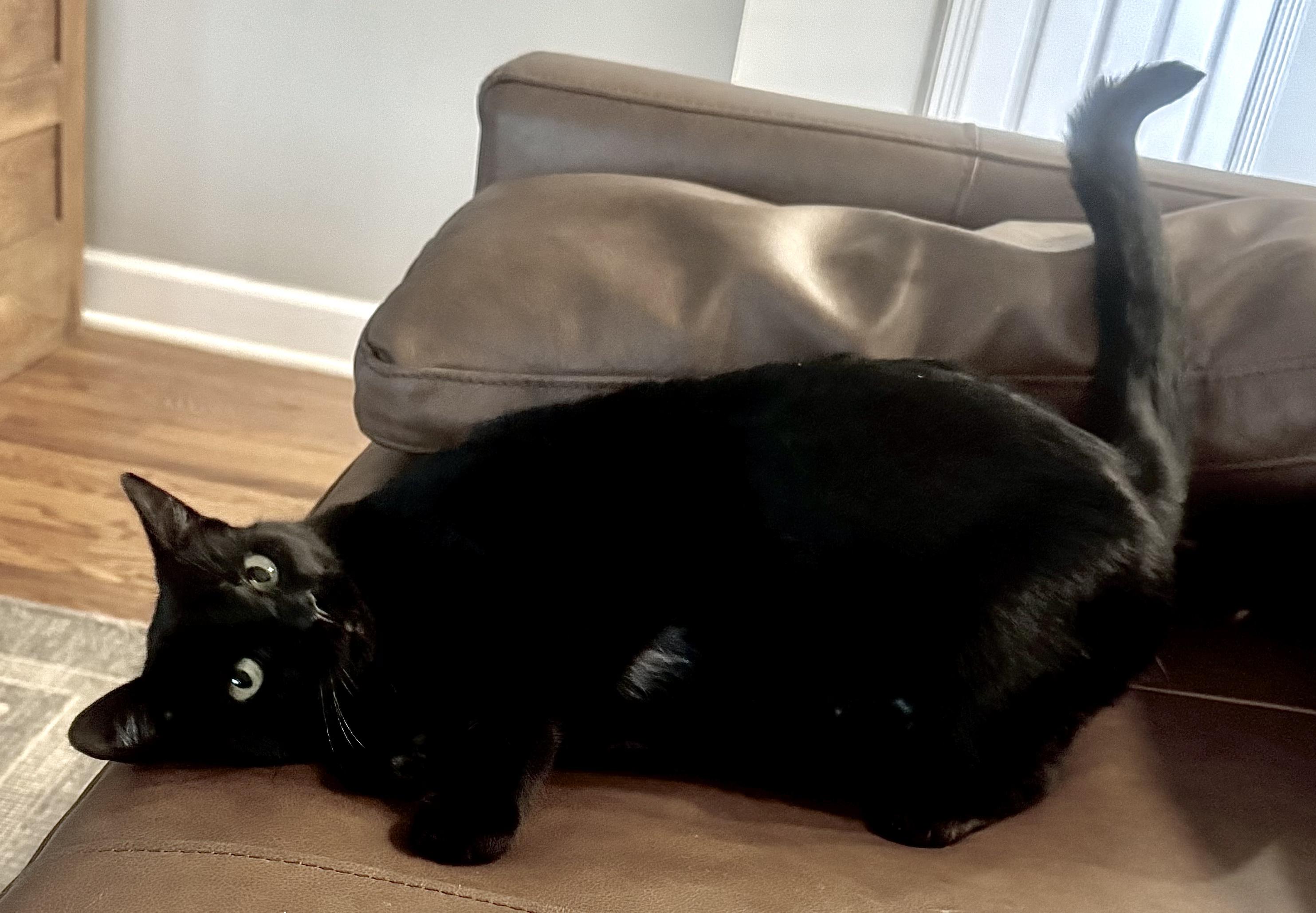 Enlarge Magic, a ADOPTABLE Domestic Short Hair in Columbia, MO image 4/6