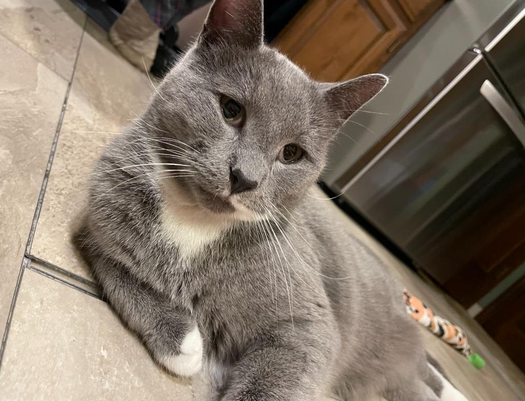 Curious George * IN FOSTER *